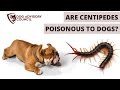 Are Centipedes Poisonous To Dogs Wild And House Centipede Bites