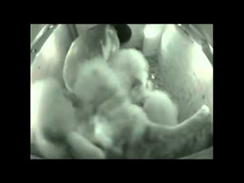 Enemy Owl Visits Nesting Box?