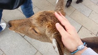 preview picture of video 'Lovely Cute Deer (Nara Deer Park) #2'