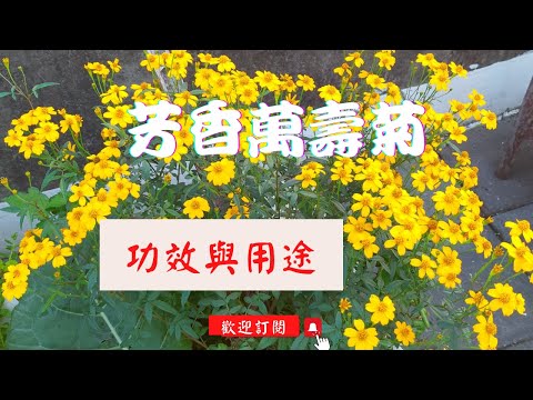 芳香萬壽菊禁忌