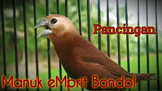 Download lagu pancingan burung emprit pipit peking bondol kaji gacor suara kencang mp3