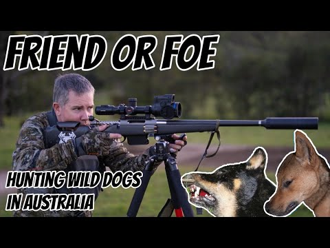 Friend or Foe - The Never Ending Battle with Wild Dogs in Australia