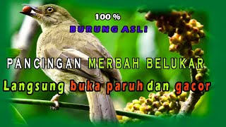 Download lagu Pancingan merbah belukar mata merah atau merbah rimba macet bunyi,langsung nyaut dan gacor. mp3