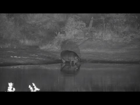 Djuma: Hippo returns to the dam - 22:20 - 07/31/20