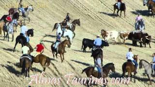 preview picture of video 'ALARILLA ENCIERRO POR EL CAMPO 26 7 2013'