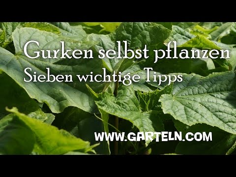 , title : 'Gurken pflanzen - 7 Tipps von der Aussaat bis zur Fruchtfolge 🥒'