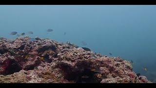 Phuket Save the Sea Project