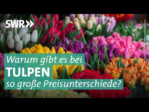 Tulpen: Qualität und Preise 2023 | Marktcheck SWR