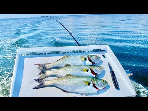 Chesapeake Bay Trolling for Bluefish ‼️🔥 2023 Season