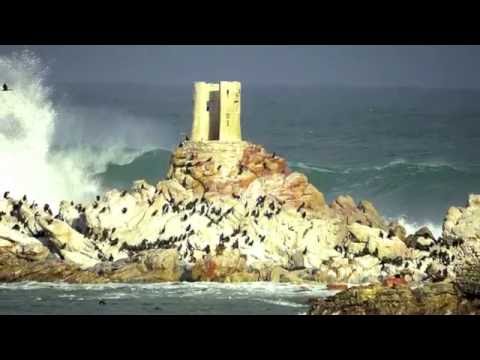 Betty's Bay fauna & flora