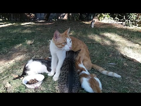 Mother Cat giving milk to other kittens. kittens So cute 🥰