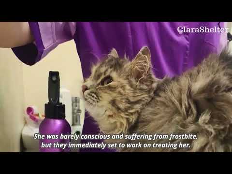 Miracle Cat Found Buried in Snow Just in Time