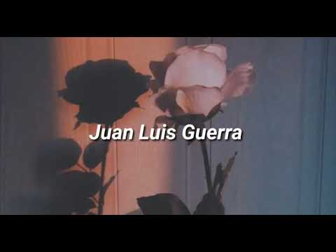 Te regalo una rosa (letra lyrics)Juan Luis Guerra