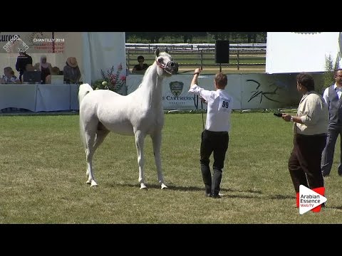 1st - N.99 AL FAKHIR - Chantilly 2016 ABCE - Stallions 8+ years old (Class 10)
