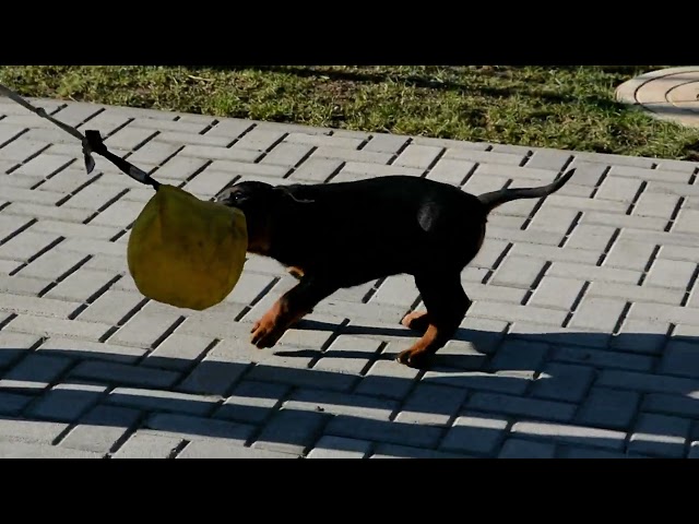 Rottweiler cachorro en venta