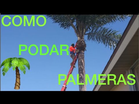 COMO PODAR UNA  PALMA