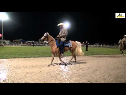 Missouri Fox Trotter World Championship 2015 -3 yr. Open Mares