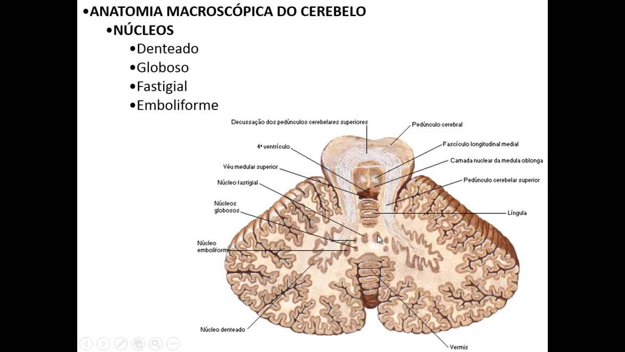 ANATOMIA MACROSCÓPICA DO SNC PARTE 2 - CEREBELO E DIENCÉFALO