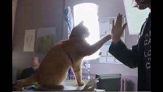 ネコ俳優とハイタッチメイキング／映画『ボブという名の猫　幸せのハイタッチ』舞台裏をおさめたメイキング映像