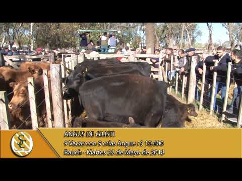 22-05-18 Venta de Vientres Angus  - Angus de Giusti y Cabaña Los Angeles - Rauch.