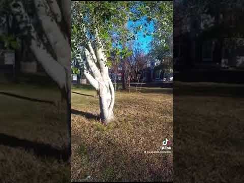 Video de Cabaas Los Girasoles