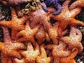 В массовой гибели морских звёзд виноват вирус (новости) 