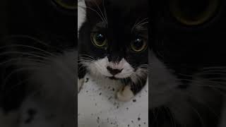 Download lagu Mabuk ganja kucing hahha mp3