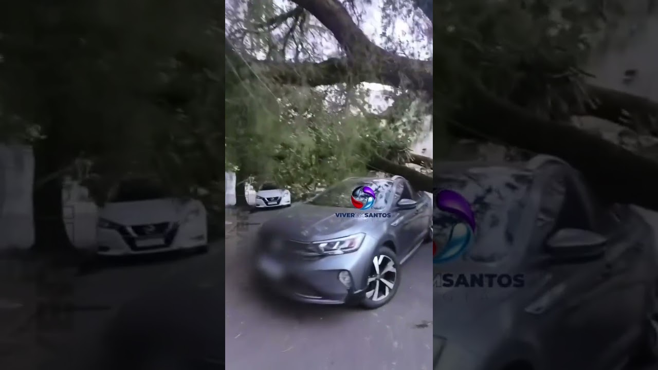 Árvore de grande porte cai sobre carro no Boqueirão, em Santos, com forte ventania.