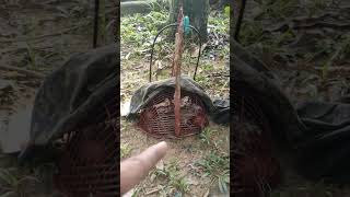 Download lagu Step 8 Akhir cara ajar burung baru ajar jebak mp3 Download lagu Step 8 Akhir cara ajar burung baru ajar jebak mp3