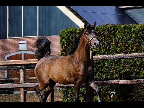 Alexxandro Kossack (Exxalt x A Lady of Kossack by WH Justice)