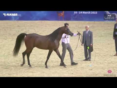 N 277 JAMIL AL SHAHANIA   Qatar National AHS for Individual Owners 2023   Stallions 11+ Years Old Cl