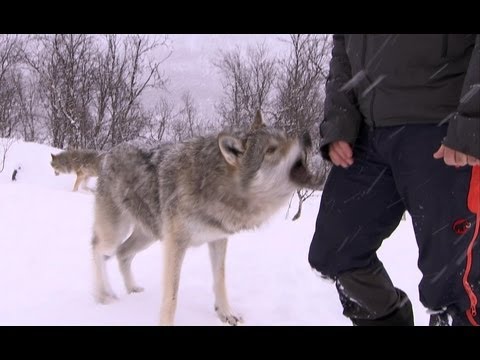 Video: Getting to Know a Pack of Semi-Wild Wolves