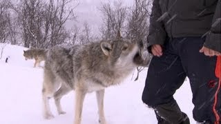 Terrifying Wolf Bites Steve | Deadly 60 | Series 2 | BBC