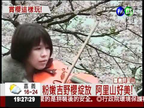 來去阿里山! 櫻花季週四開鑼