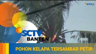 Download lagu POHON KELAPA TERBAKAR AKIBAT TERSAMBAR PETIR mp3