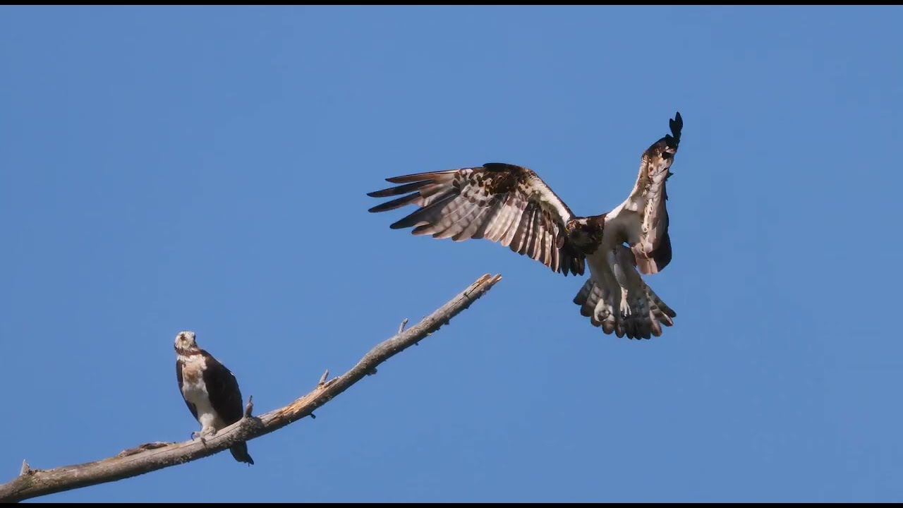 Osprey Flight | 2 Fiskeørn in Action | 4K Wildlife 2025