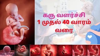 Pregnancy Week by Week in Tamil  Pregnancy Birth a