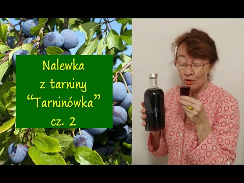 Blackthorn tincture part 2