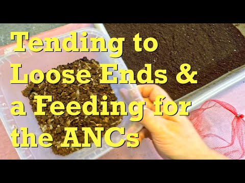 131-day ANC worm bin fed & loose ends with nursery tied up - vermicompost