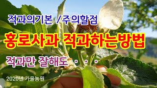 홍로사과적과하는방법 사과적과의기본 주의할점[사과재배방법]