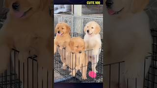 Download lagu DD:419LZ #shorts #cute #animals #pets #puppy #puppies #lovely mp3