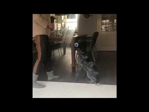 Training Jachthondenpup - Heelwork I