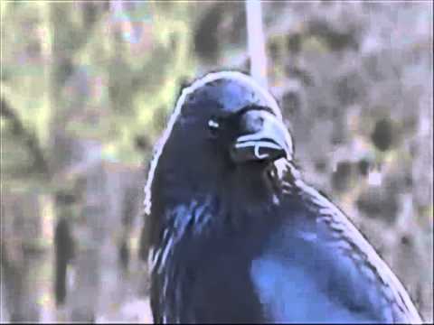 Carrion Crow  (Corvus corone)