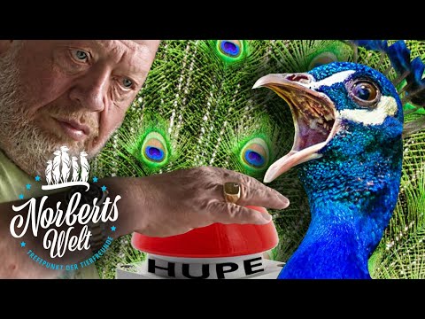 😲 PFAUEN rasten aus wegen Norberts GEHEIMTRICK! Diese Federpracht müsst ihr sehen! | NORBERTS WELT