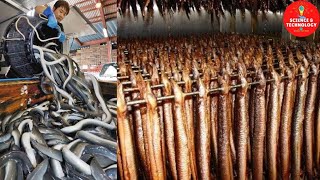 Amazing Eel Farming in Taiwan, China and Japan. Process of Eel Aquaculture Farming, Eels Harvesting