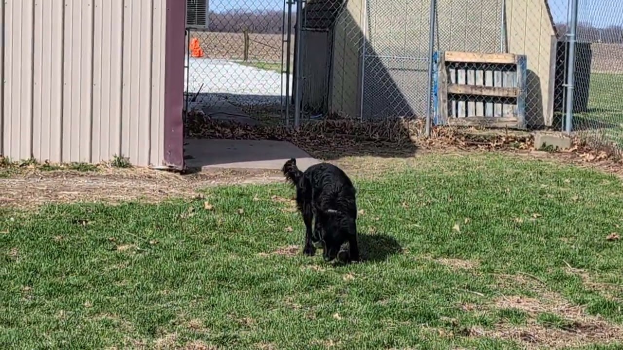 Enlarge Buddy, a Adoptable mixed breed in Carthage, IL video 5/6