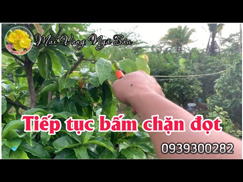 Tiếp tục bấm chặn đọt cơi 2 mai vàng để tạo dáng thông cành nhặt