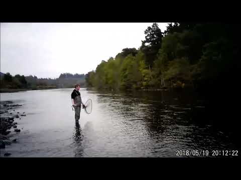 Spring Atlantic Salmon River Ness