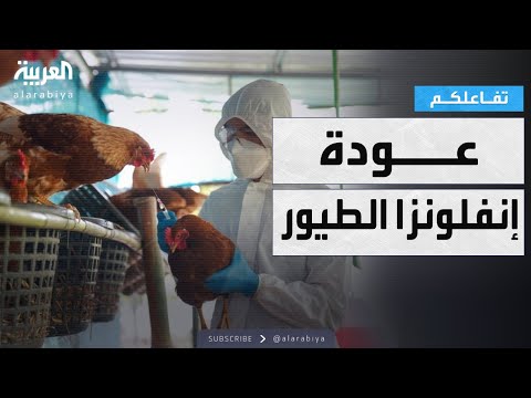 فيديو | تفاعلكم | إنفلونزا الطيور.. زيادة سريعة عالميا ومئات آلاف الإعدامـات