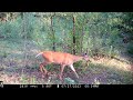 Doe Calling Her Fawn